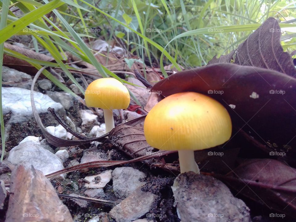 Mushroom, Fungus, Fall, Nature, Wood