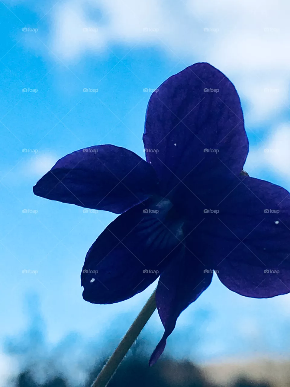 Blu 