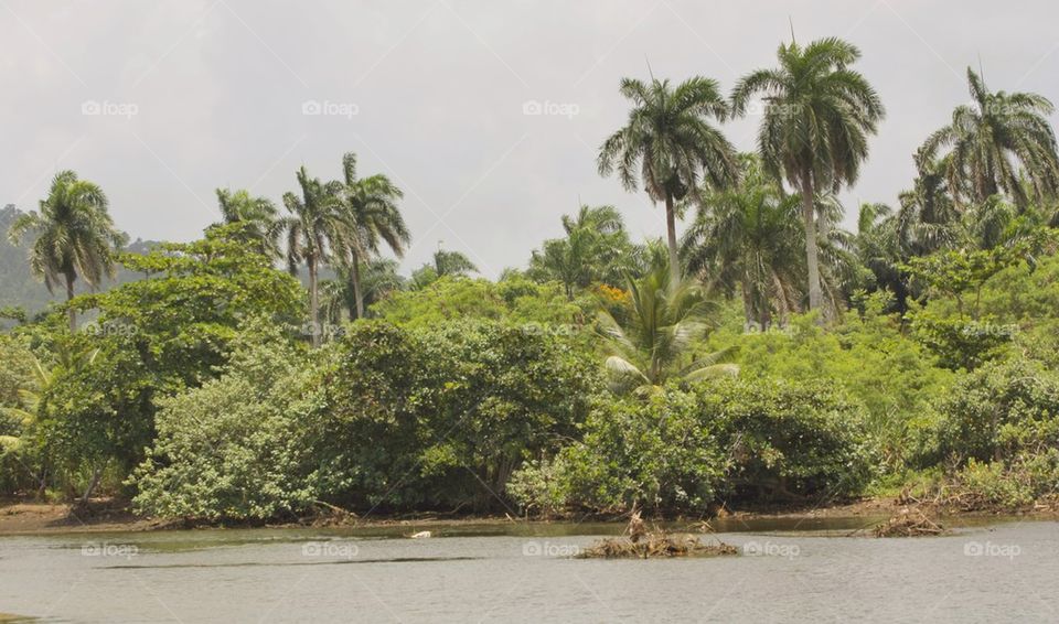 Coconuts Trees