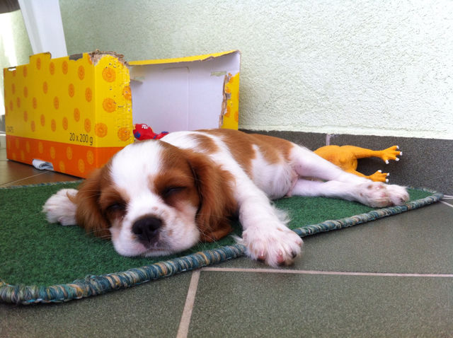 dog cute puppy sleep by ndia