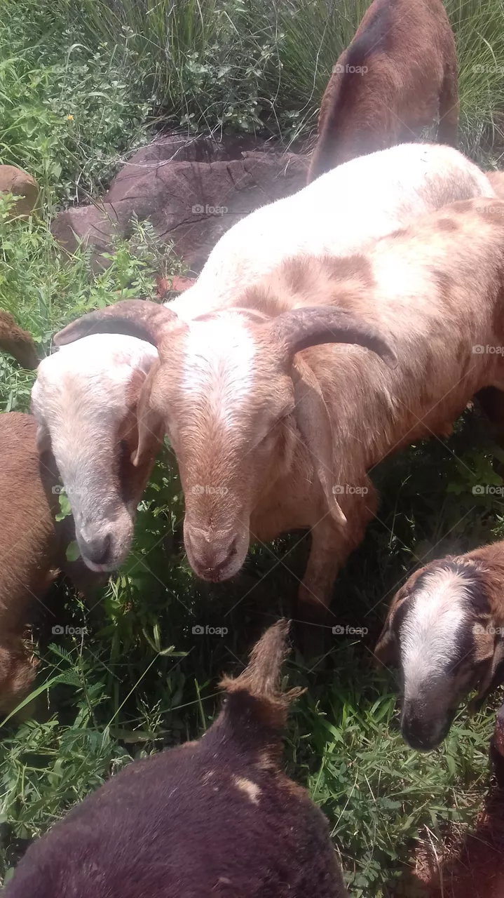 goats