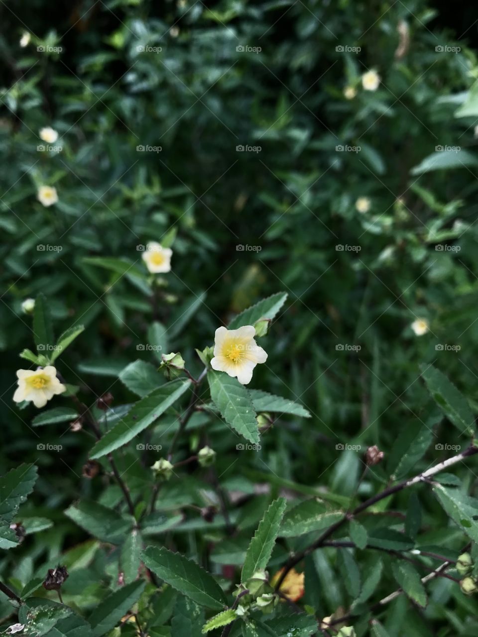 Small Yellow Flower Bush