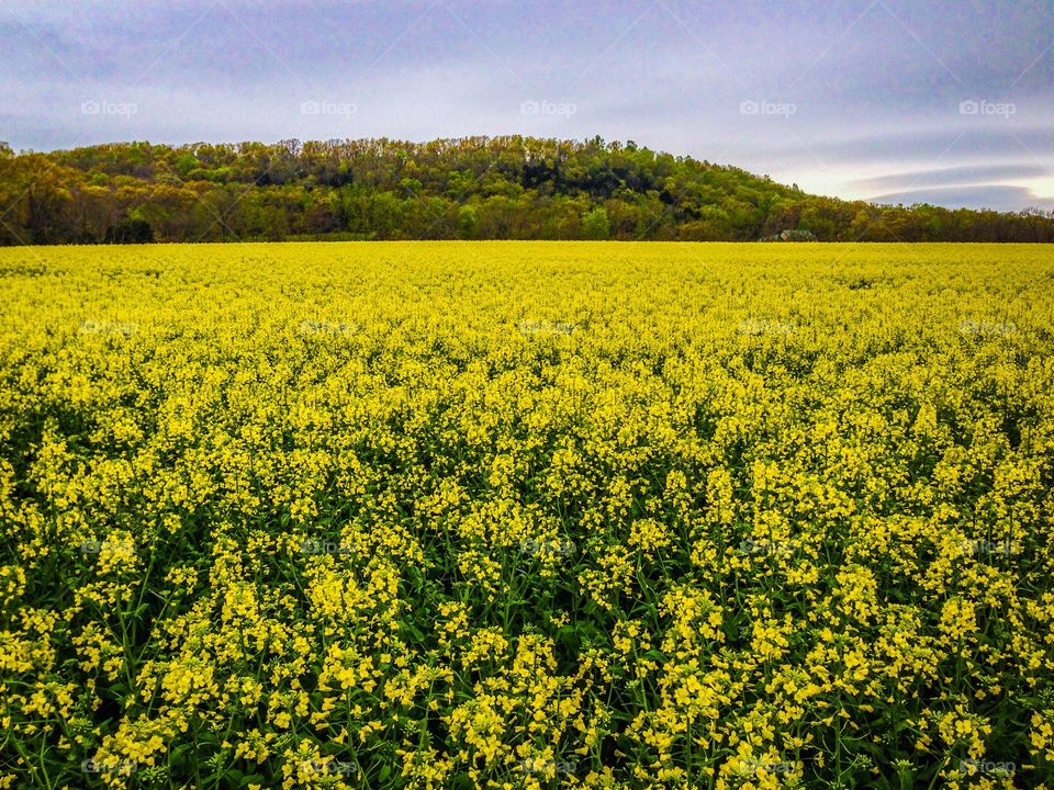 Yellow canola oil field. Yellow rapeseed field