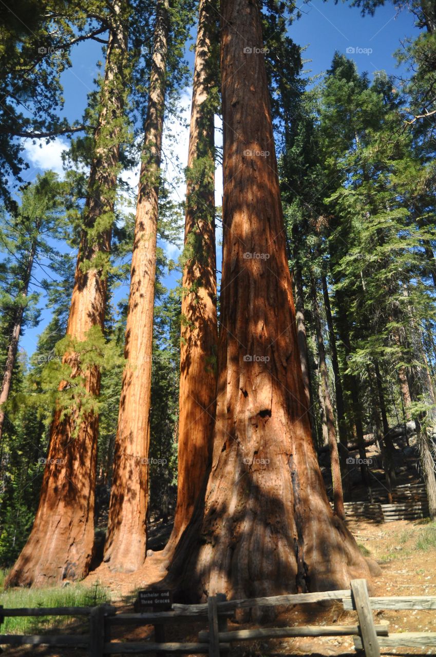 Sequoia National park