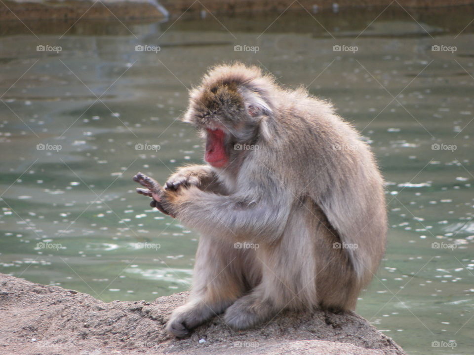 Macaque by the water