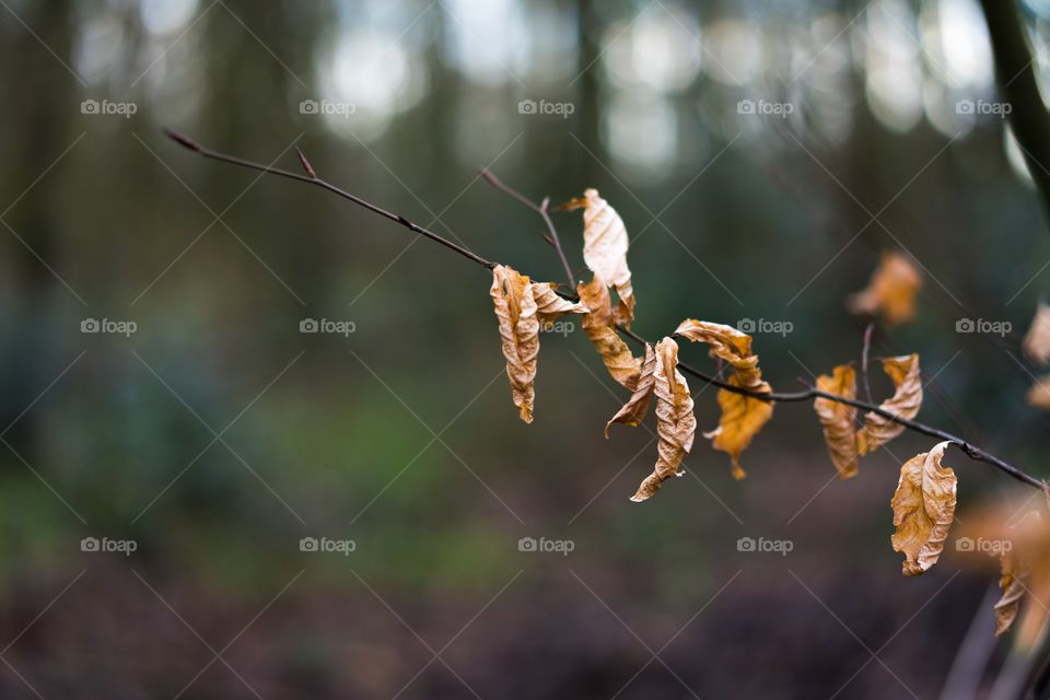 Leaf 
Winter
Tree
Outside 
Focus
Mind
Energy
