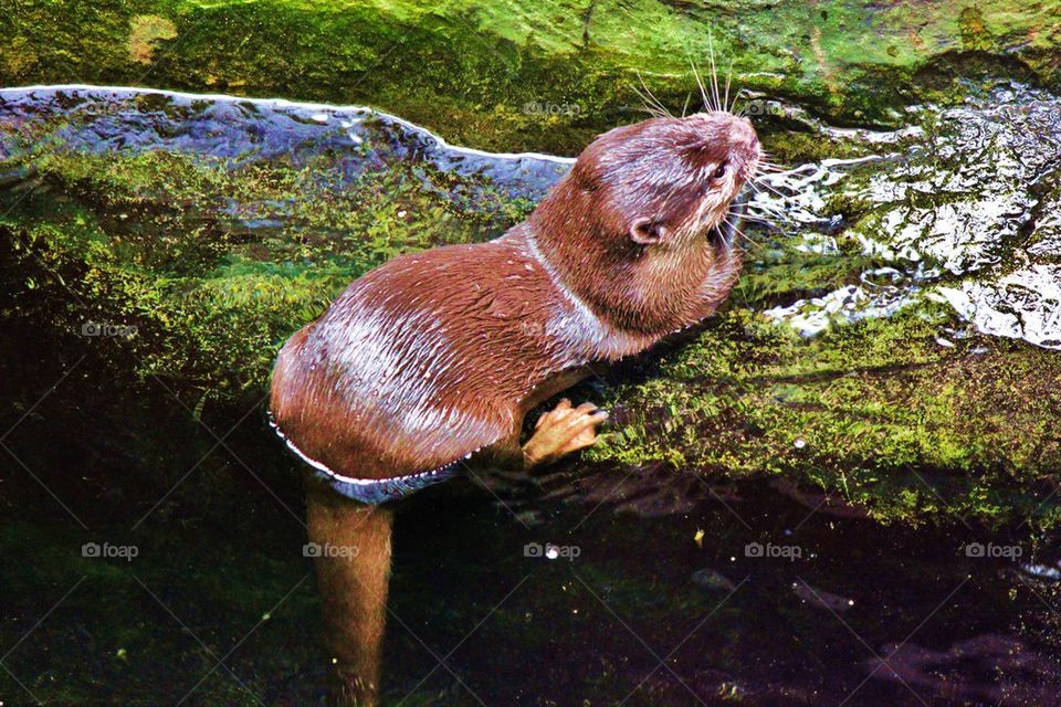 Coming out of the water 