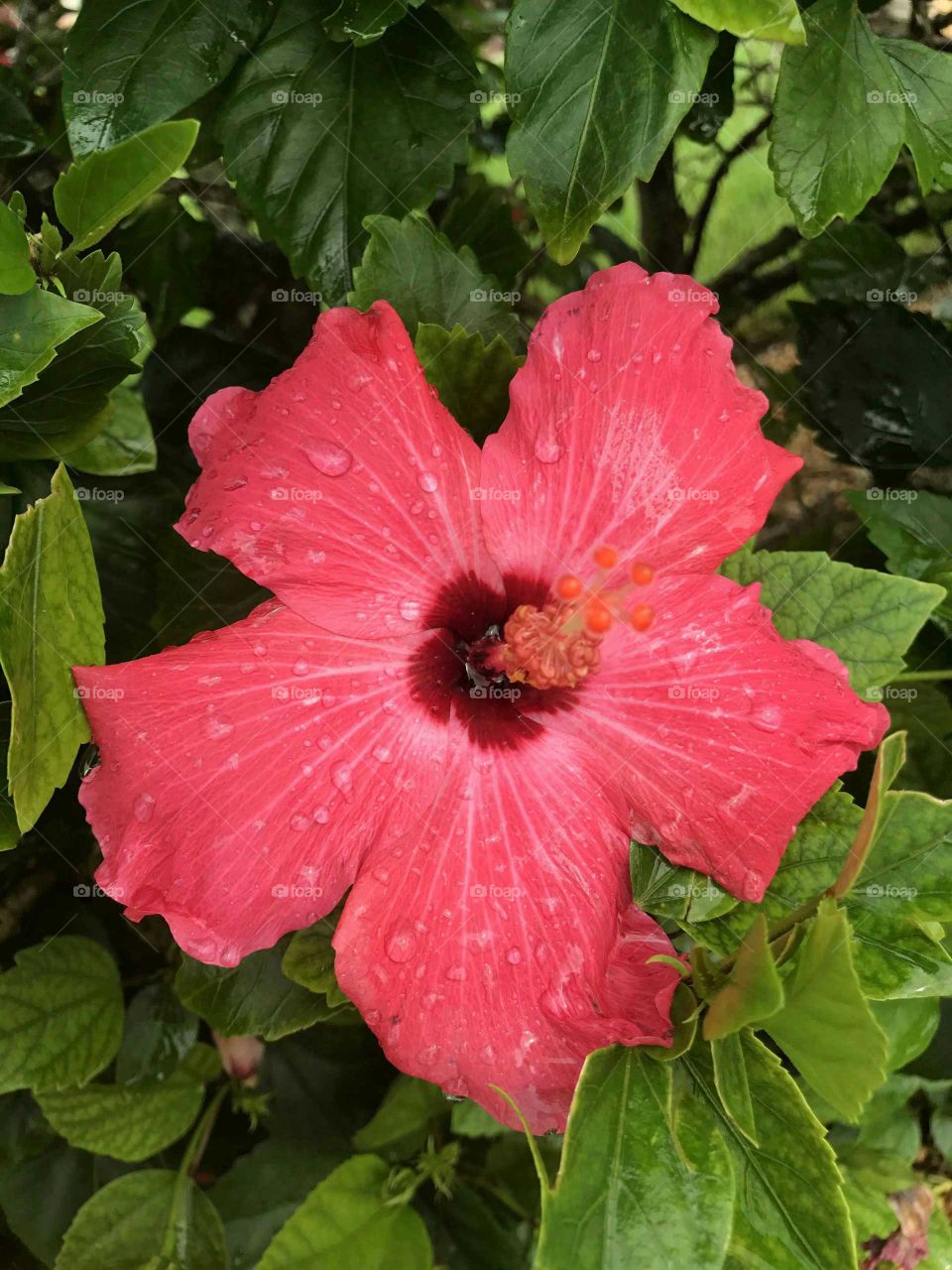 Beautiful vibrant pink flower outside my beach house in Central Florida. Still has some water from the rain that day. Flower is in full bloom here as the edges are beginning to wither back in a bit. Anyone know what type of flower this is?