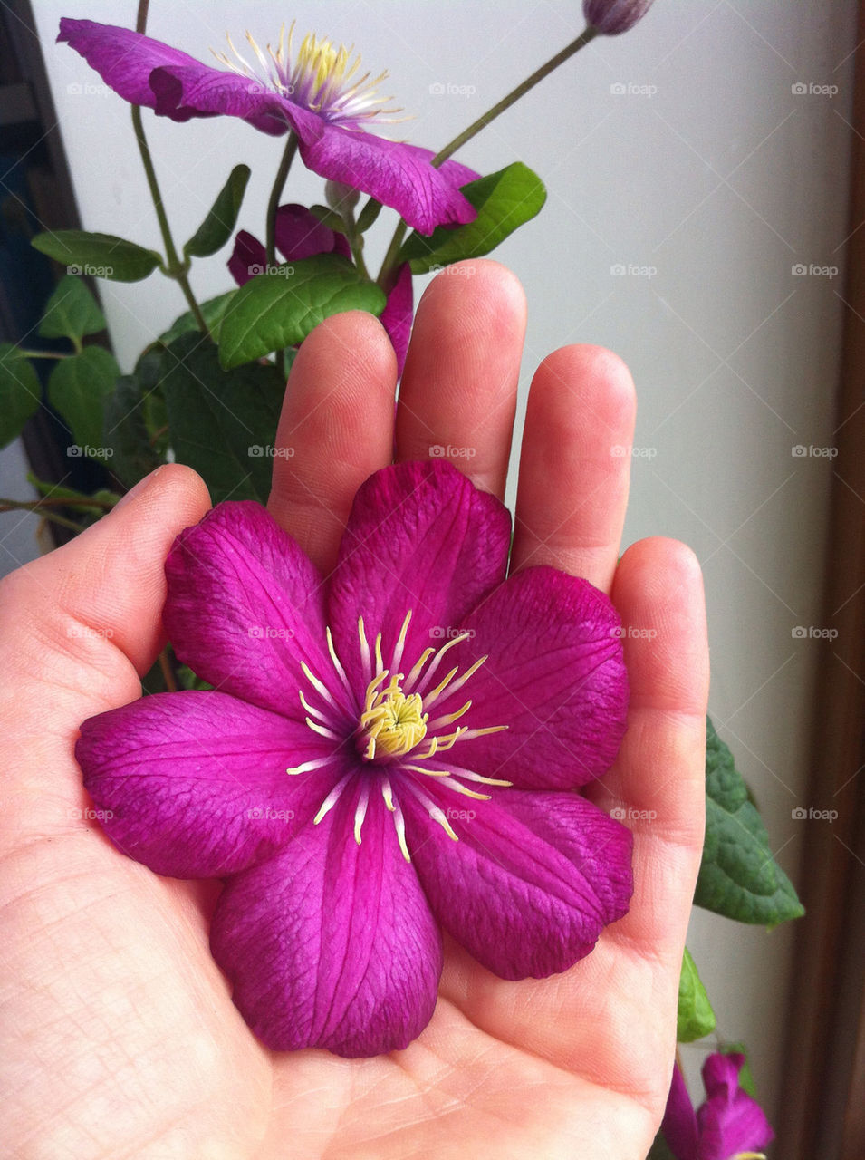 Clematis Jakmanii