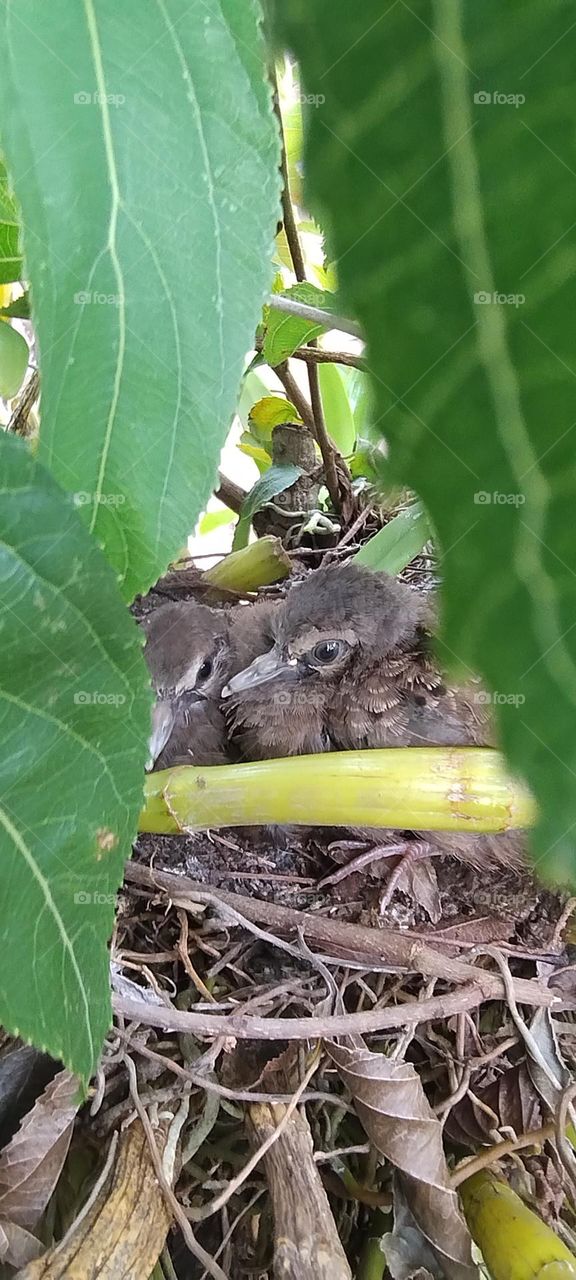 dove in the nest