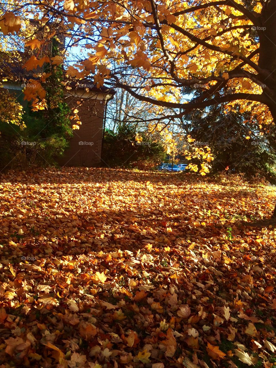 Golden Autumn 