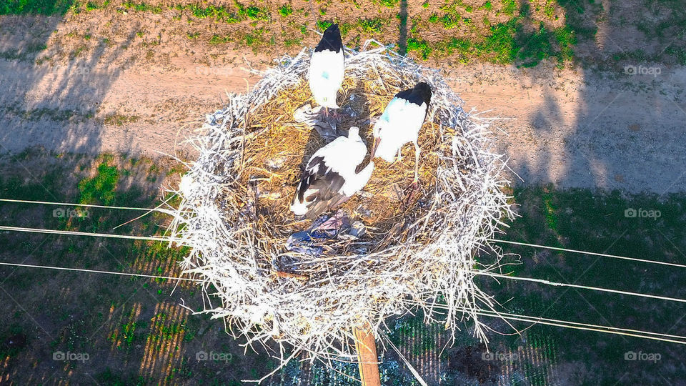 Storks