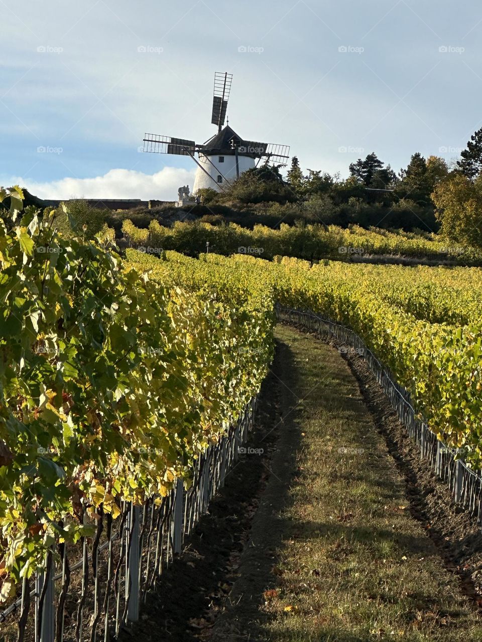Autumn vineyards with a windmill in the background 