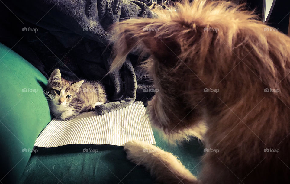 Puppy and tiny kitten have an encounter over a bit of cardboard they both desperately need, while on the sofa next to their owner
