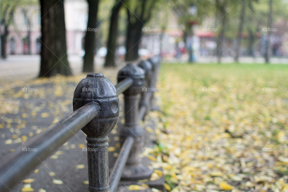 iron fence and autumn leaves