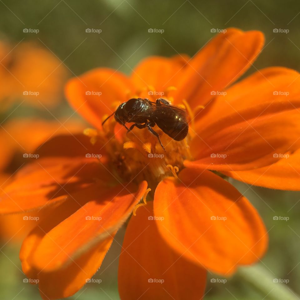 Stingless bee 