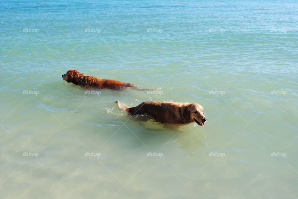 Dogs swimming