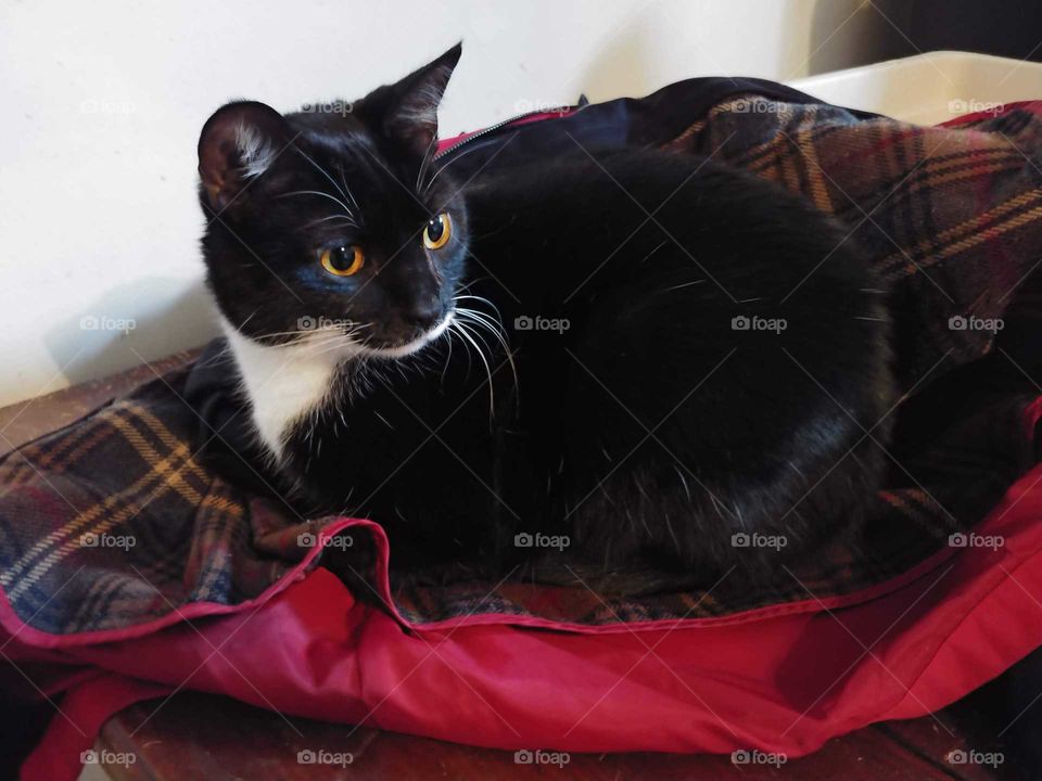 Arya - Domestic Short Hair tuxedo cat, gold eyes. Suspicious face. Using my coat as a bed.