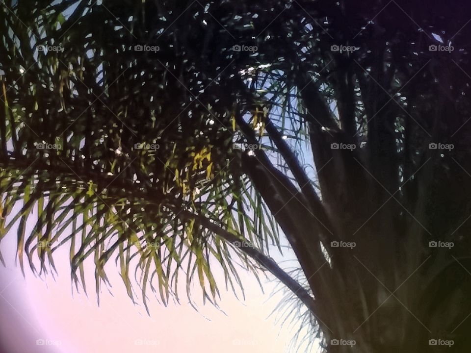 Sun Setting Behind Tree