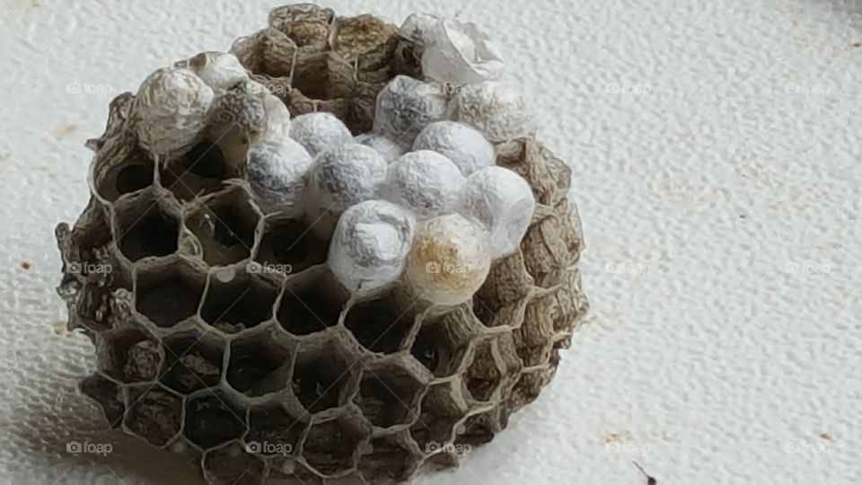 Barn wasp nest with babies