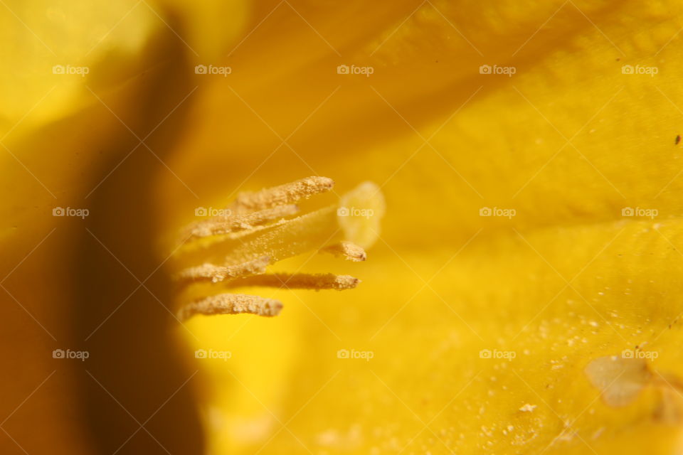 Macro shot of a pretty yellow flower