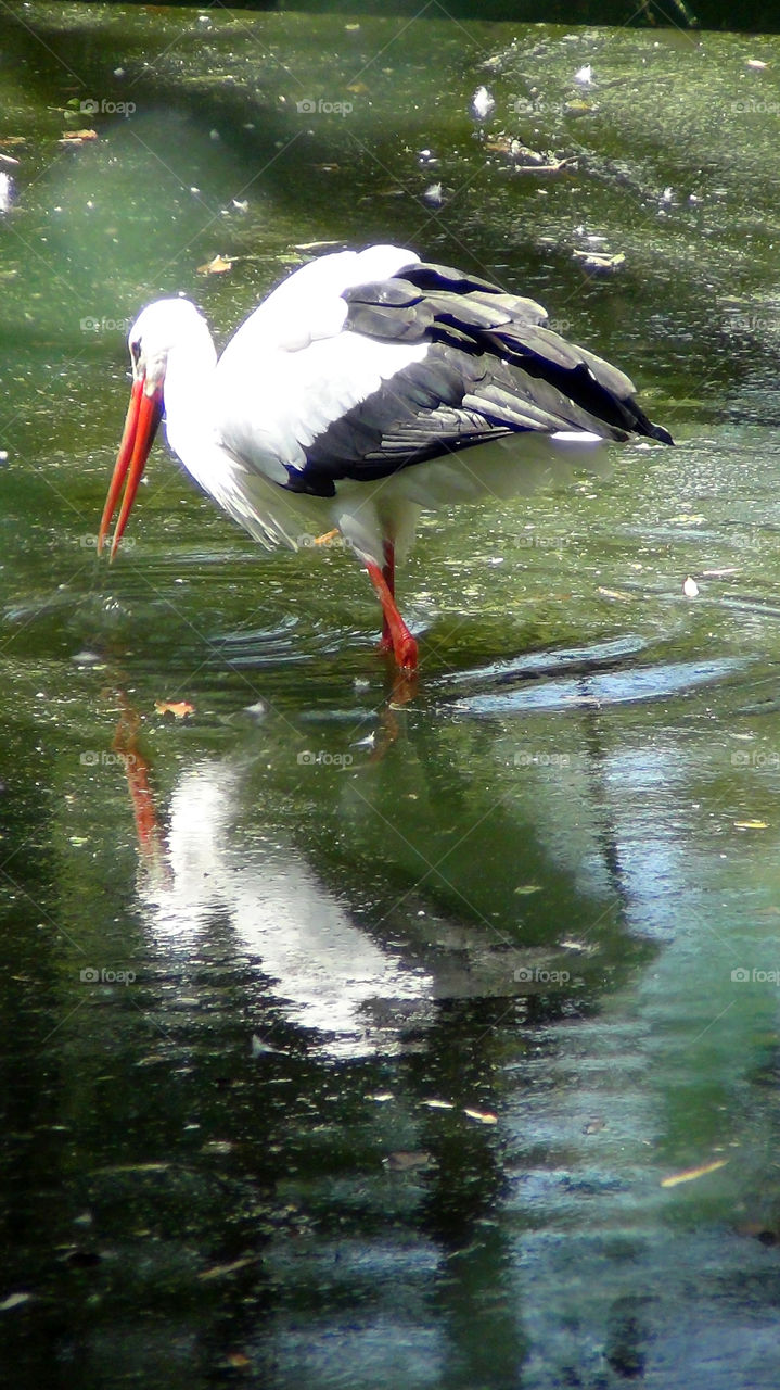 Indian bird with its reflection in the water, searching for its food as well as cleaning.