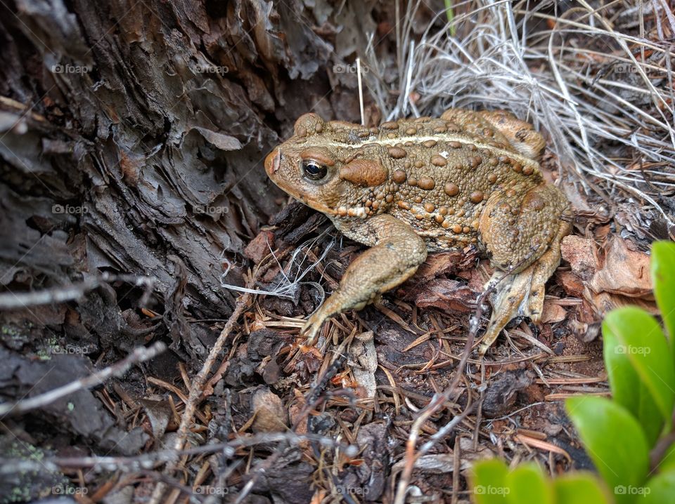 Western toad