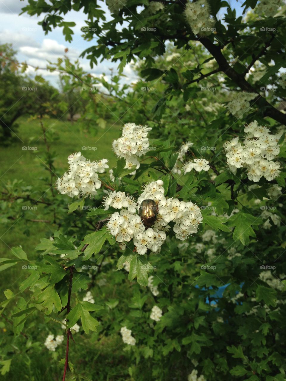  A beetle on a blooming hawthorn