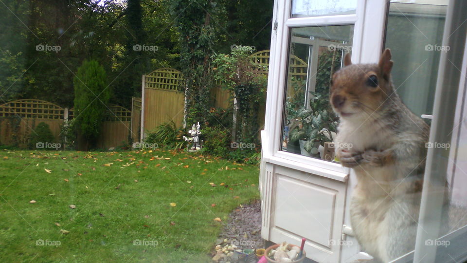 squirrel visiting