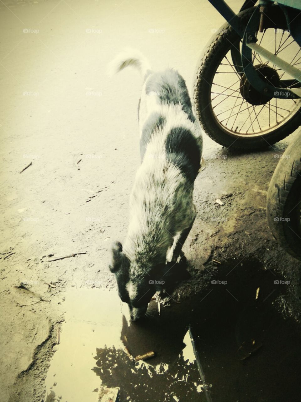 dog,1dog,A great photo,a photo for everyone,a memorable photo,a no. photo,a photo to cherish,a beautiful photo,a great photo for the best people,an evergreen photo,a photo to remember for years, the best result of great photography