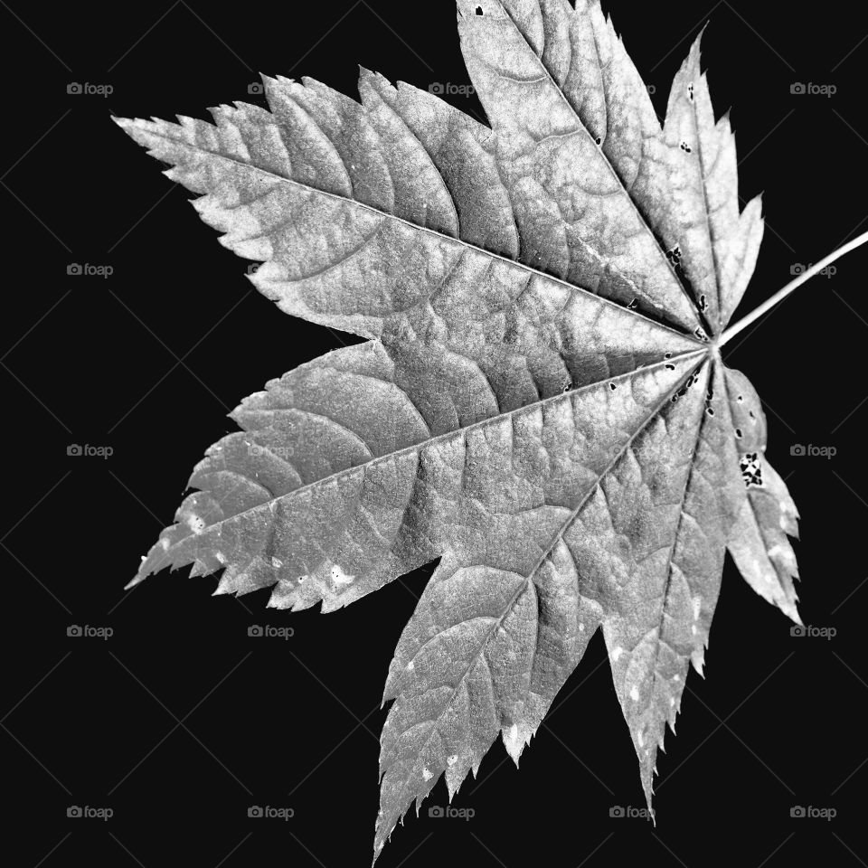 A large maple leaf with fine details and texture 