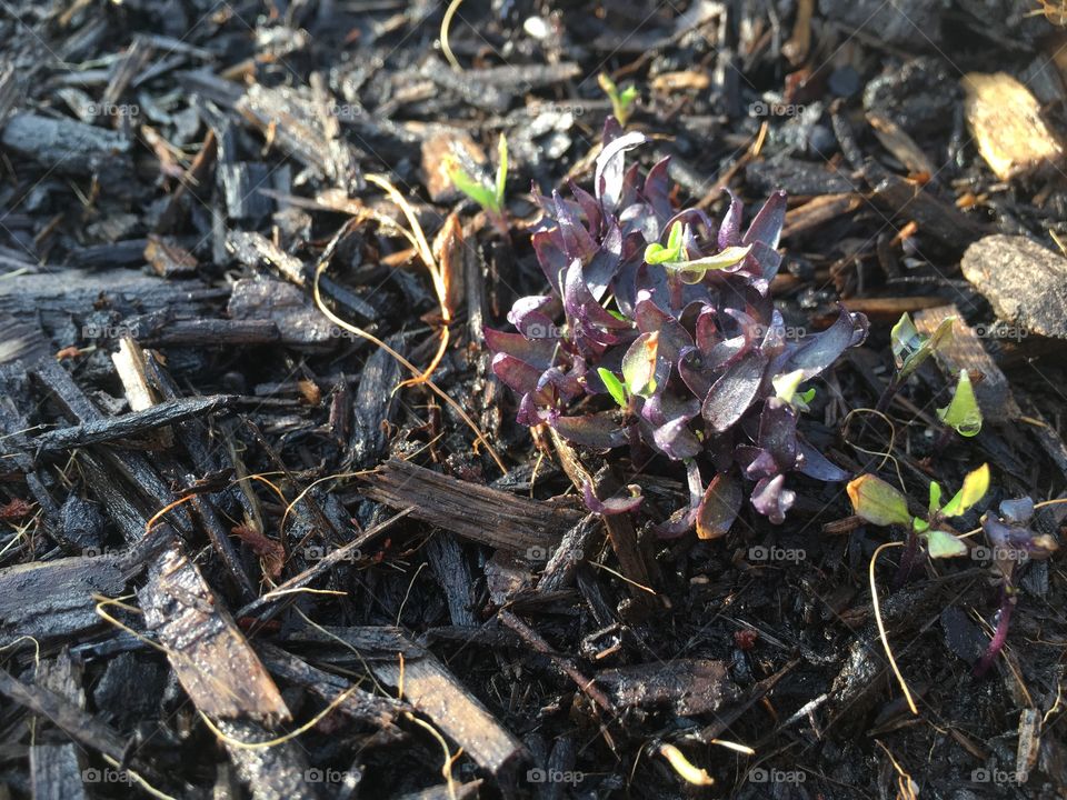 Purple Pepper Plants Sprouting from the Mulch