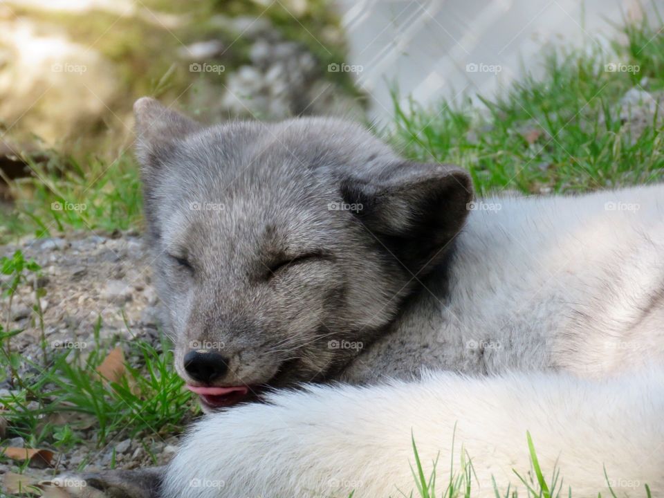 Schneefuchs/Eisfuchs