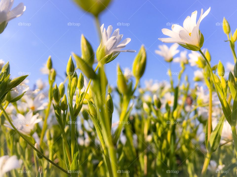 Spring Meadow Flowers on Blue sky background 