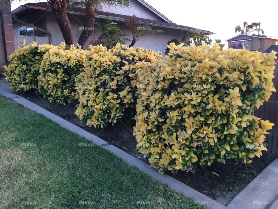 I love these yellow bushes! 
