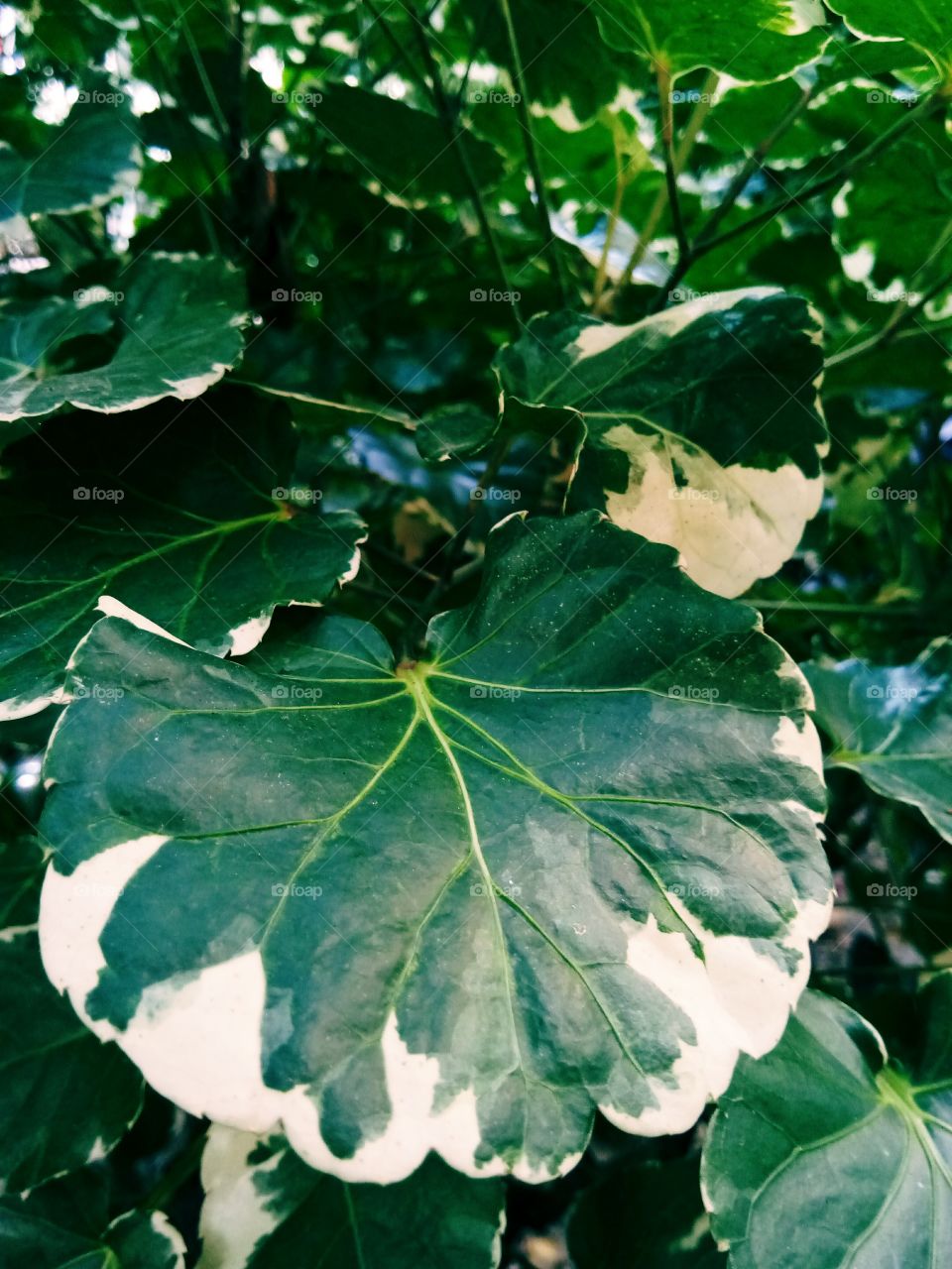 leaf
tree
green