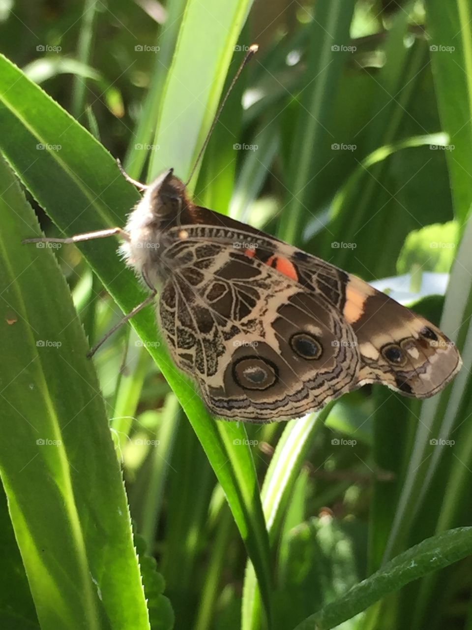 Beautiful butterfly 