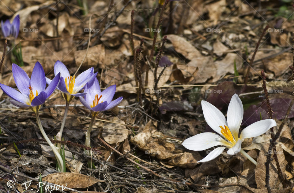 white crocus