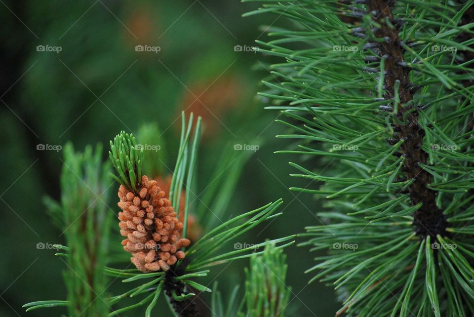Pine
