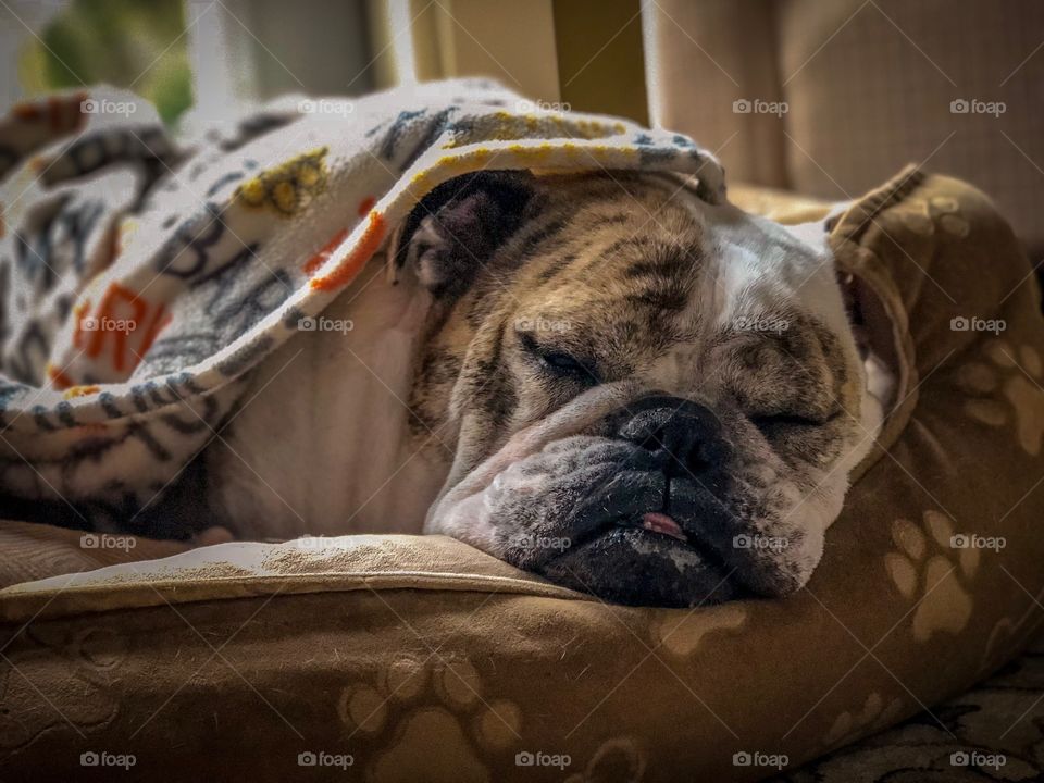 Sleeping make English bulldogs in his bed with a blanket. 