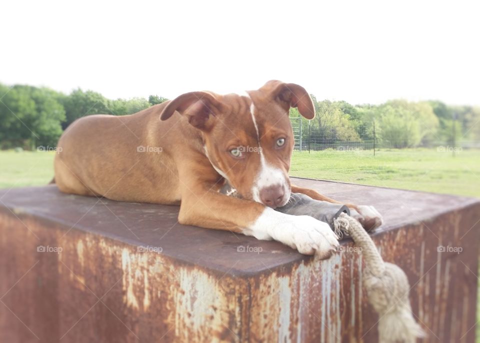 A young puppy dog lying on a metal box looking with green eyes and green spring grass in the background with her rope bone