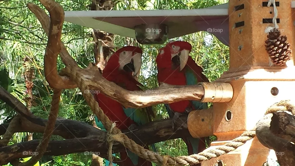 parrots