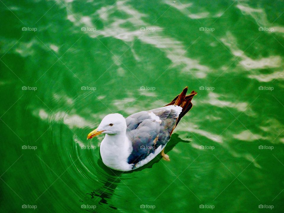 seagull swimming in green water