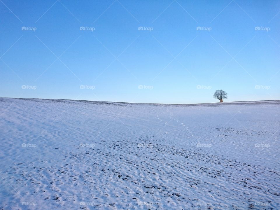 Lonely tree