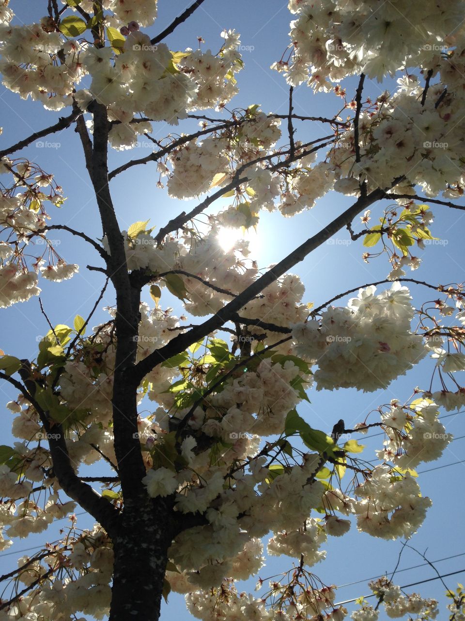 Spring. White cherry blossom in Seattle. 