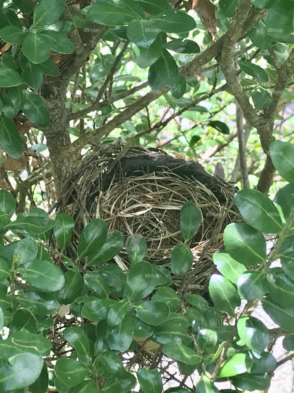 Empty nest