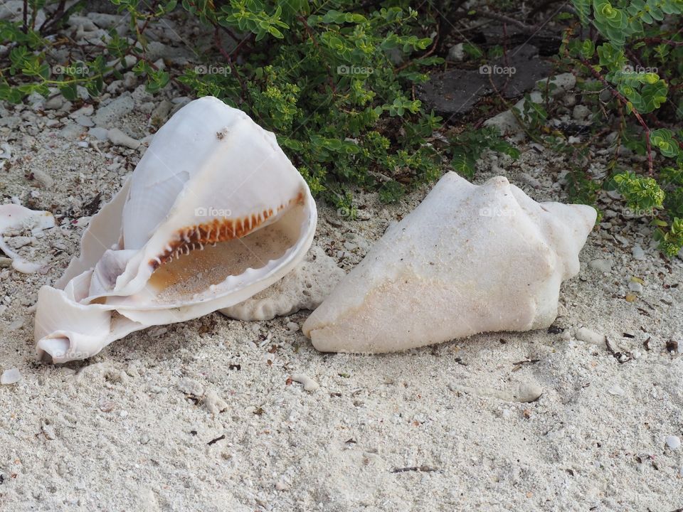 High angle view of seashell