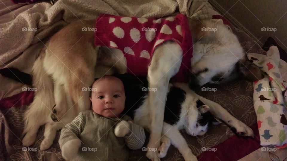 Child, People, Dog, Baby, One
