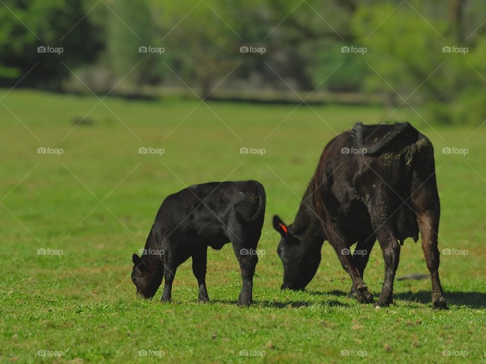 A Calf and Adult Cow Grazing Alongside Each Other