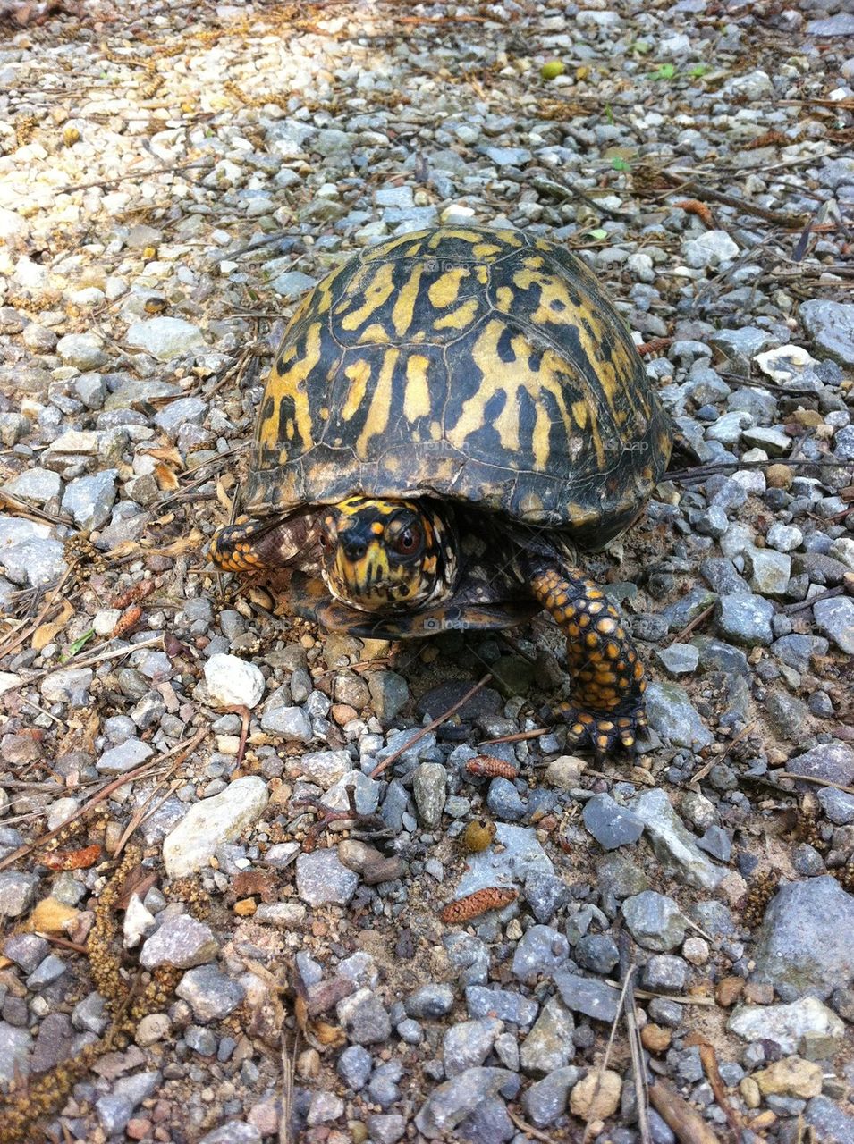 Me turtle